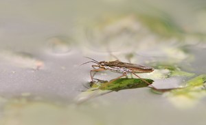 Wasserläufer_2_Reload