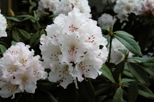 Rhododendronblüte