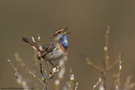 Blaukehlchen