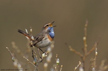 Blaukehlchen