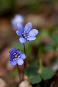 Frühling im NP Hainich