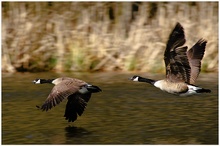 Kanadagänse im Flug