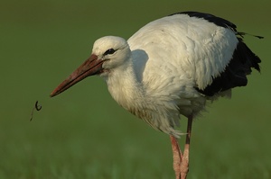 Fliegender Regenwurm!