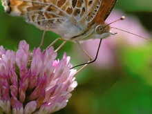 hungriger Schmetterling