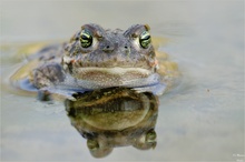 Bufo Calamita