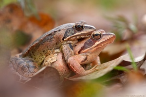 Frühstarter