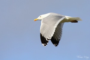 Weißkopfmöwe im Flug