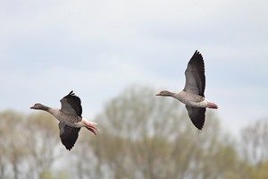 Graugänse im Flug #1