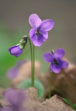 Veilchen (Viola)