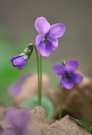 Veilchen (Viola)