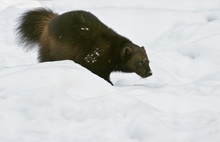 Vielfraß im Schnee.