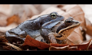 erschöpfter Moorfrosch im Liebesglück