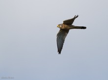 Turmfalke im Flug