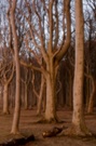 Gespensterwald