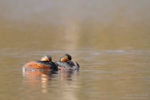 Vorsicht ist die ...