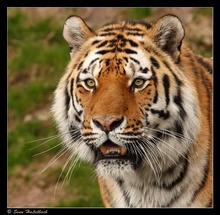 Tiger Portrait