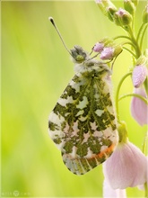 Aurorafalter - Anthocharis cardamines