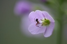 Der Frühling ist da