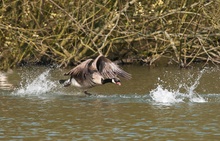 Kanadagans ( Branta canadensis )