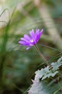 verträumte Anemone blanda