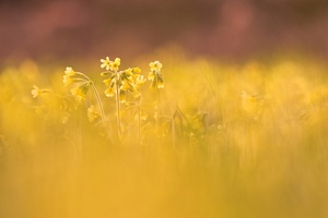 Schlüsselblumenwiese