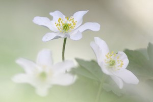 Die Eleganz der Buschwindröschen