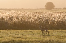 unerwarteter Besucher