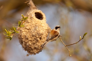 Beutelmeise am Nest
