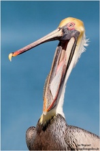 Brauner Pelikan (Pelecanus occidentalis) Brown Pelican