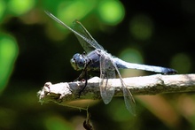 schöne blaue Augen