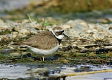 Flussregenpfeifer