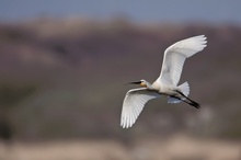 Löffler (Platalea leucorodia) im Flug