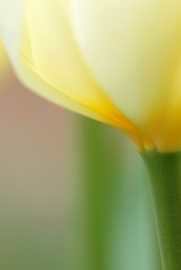 Tulipa