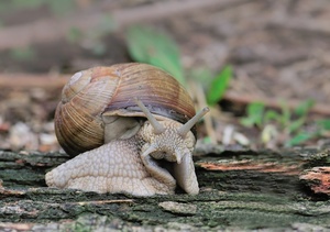 Weinbergschnecke (Helix pomatia)