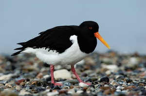 Austernfischer (Haematopus ostralegus) auf Helgoland