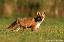 ~Vulpes vulpes~