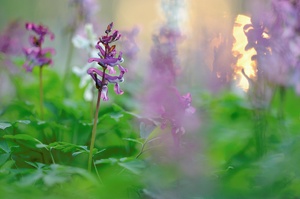 Sonnenuntergang im Blütenmeer