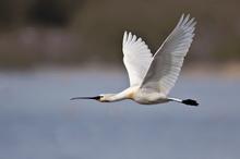 Löffler (Platalea leucorodia) im Flug II