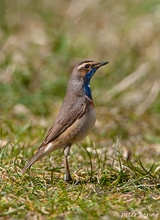 Blaukehlchen, extra lang