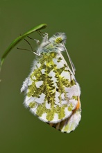 Neu geboren