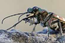 Cicindela silvicola