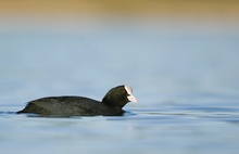 Blesshuhn im Abendwasser!