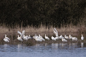 Löffler (Platalea leucorodia) bei der gemeinsamen Körperpflege