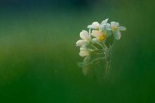 Schlüsselblume am Morgen