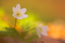 Frühling am Waldboden