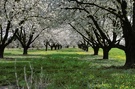 Kirschblüten Allee