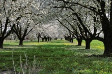 Kirschblüten Allee