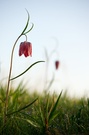 Schachbrettblume (Fritillaria meleagris)