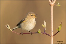 Zilpzalp (Phylloscopus collybita) Chiffchaff