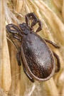 ~ Gemeiner Holzbock ~ (Ixodes ricinus) - Männchen ~